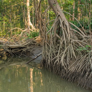 Tarcoles river - Mangrove